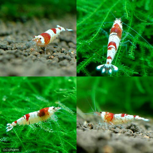 �ʥ��ӡ˥�åɥӡ�������ס����δݡ�3ɤ�ˡ��̳�ƻ���彣�Ҷ������ݲ�