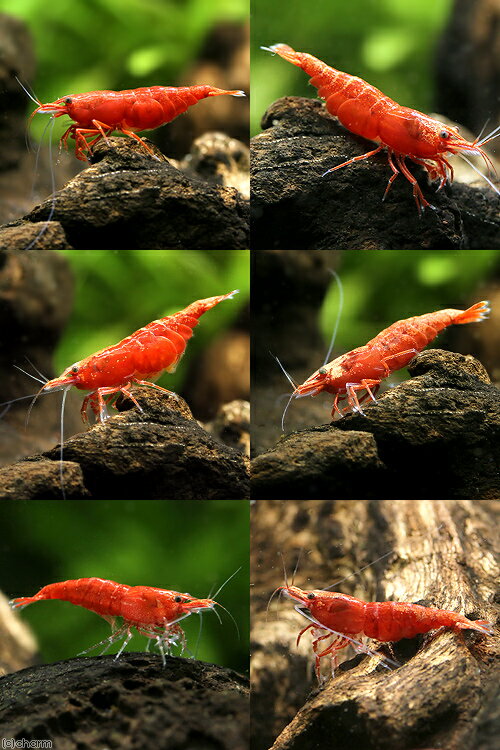 �ʥ��ӡ˥�åɥե�������������ס�30ɤ�ˡ��̳�ƻ���彣�Ҷ������ݲ�