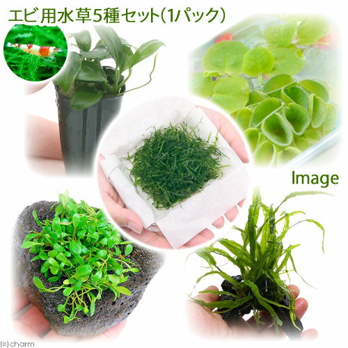 （水草）エビ用水草5種セット（水中葉）（無農薬）（1セット）