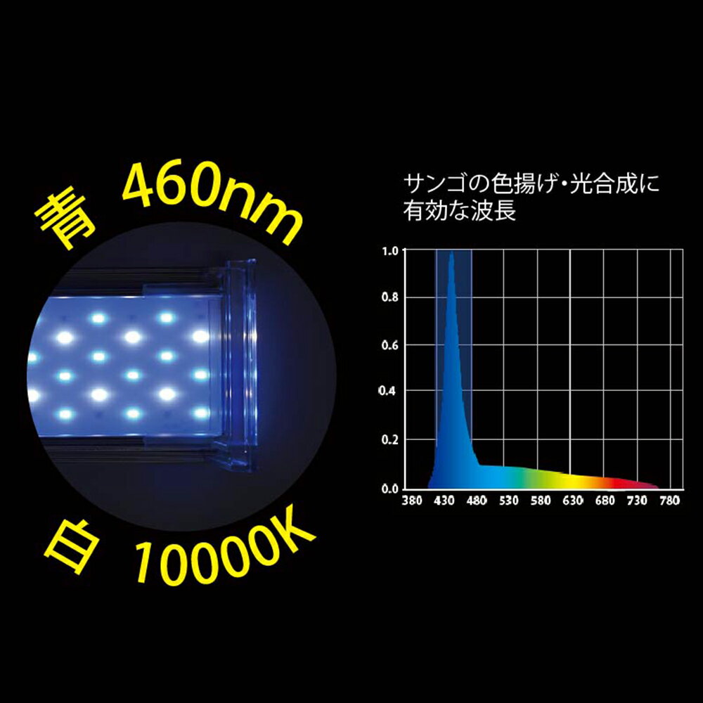 ゼンスイ LED Nano Levil 600 B/W 海水魚サンゴ用 | RIUM ゼンスイ LED Nano Levil 600 B/W 海水魚サンゴ用 | RIUM