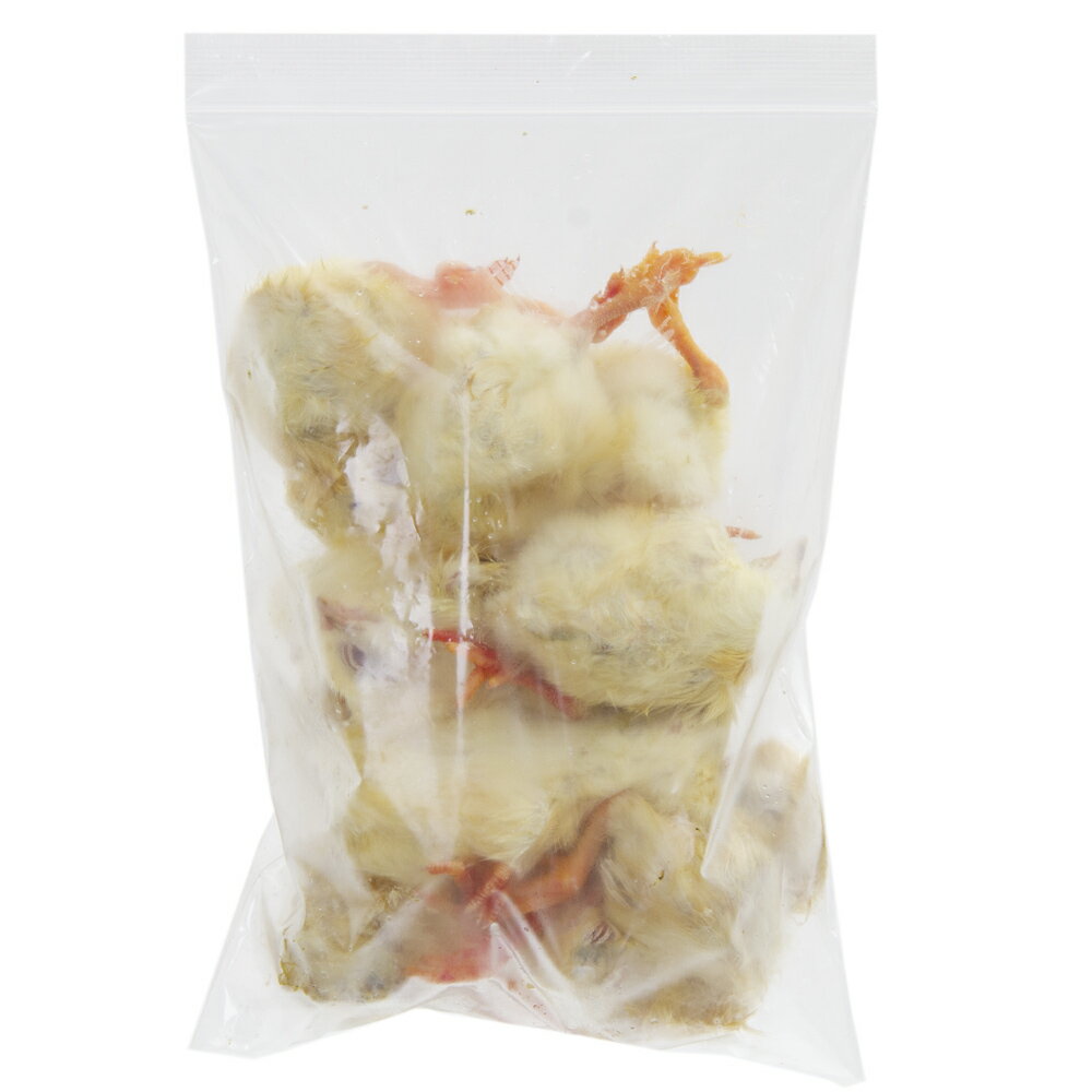 冷凍★富城 ヒヨコ(10羽) 冷凍ヒヨコ 別途クール手数料 常温商品同梱不可