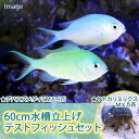 （海水魚）60cm水槽立上げテストフ