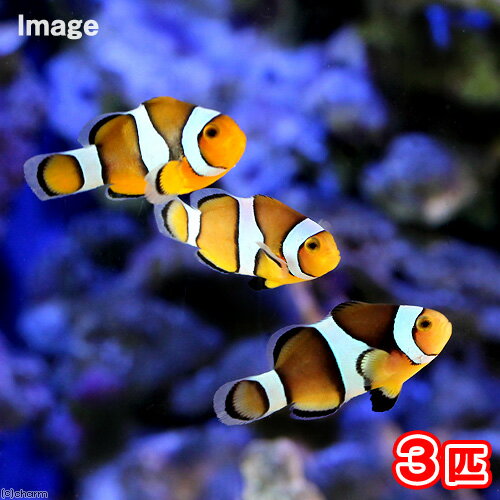 （海水魚）ペルクラクラウン（ブリード）（3匹）　北海道・九州航空便要保温