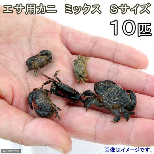 海水魚 カニ 生餌 エサ用カニ ミックス Sサイズ 10匹 活餌