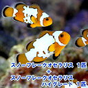 （海水魚）スノーフレークオセラリス（ブリード）＋スノーフレークオセラリス　ハイグレード（ブリード）（各1匹）