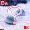 （海水魚）貝　（B品）タカラガイミックス（3匹）