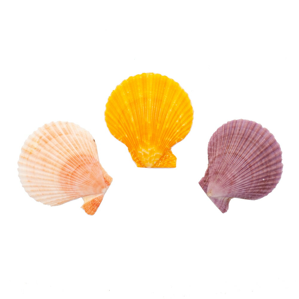貝殻 シェルコレクション ヒオウギガイ おまかせカラー Lサイズ 片面タイプ 3個 形状おまかせ