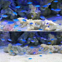 (海水魚)沖縄産 コバルトスズメダイ Sサイズ(3匹)