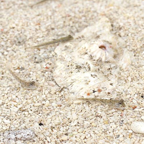 (海水魚)ミナミトビハゼ Sサイズ(汽水)(3匹) 北海道・九州航空便要保温