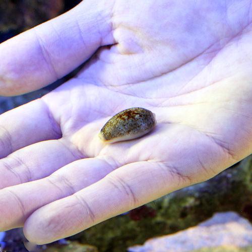 （海水魚）貝　ナツメダカラモドキ（3匹）