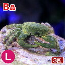 （海水魚）カニ （B品）エメラルドグリーンクラブ Lサイズ（3匹）