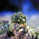 (海水魚)貝 カンギクガイ Sサイズ(3匹)