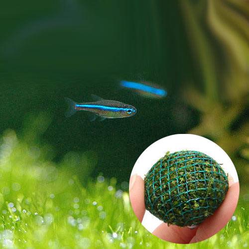 （熱帯魚）（水草）グリーンネオンテトラ（20匹）＋ウィローモス　ミックス　ボール　1個　北海道・九州航空便要保温