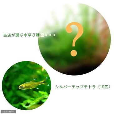 （熱帯魚　水草）おまかせ水草8種セット＋シルバーチップテトラ（10匹）　北海道・九州航空便要保温
