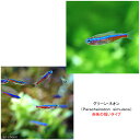 （熱帯魚）（水草）グリーンネオンテトラ（20匹）　＋　おまかせ有茎草（6）　北海道・九州航空便要保温