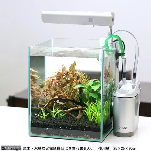 charm 楽天市場店の（水草）らくらく小型水槽用水草セット（水上葉）（無農薬）（1セット）｜アングル2