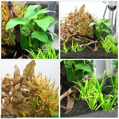 charm 楽天市場店の（水草）らくらく小型水槽用水草セット（水上葉）（無農薬）（1セット）｜アングル3