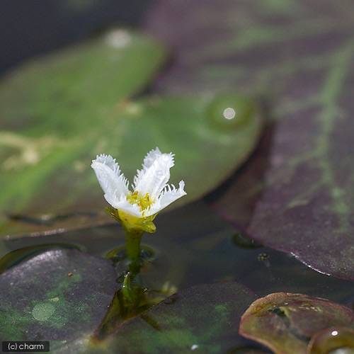 （ビオトープ）（水草）はじめての水辺植物栽培セット　ヒメシロアサザ　陶鉢440　本州四国限定