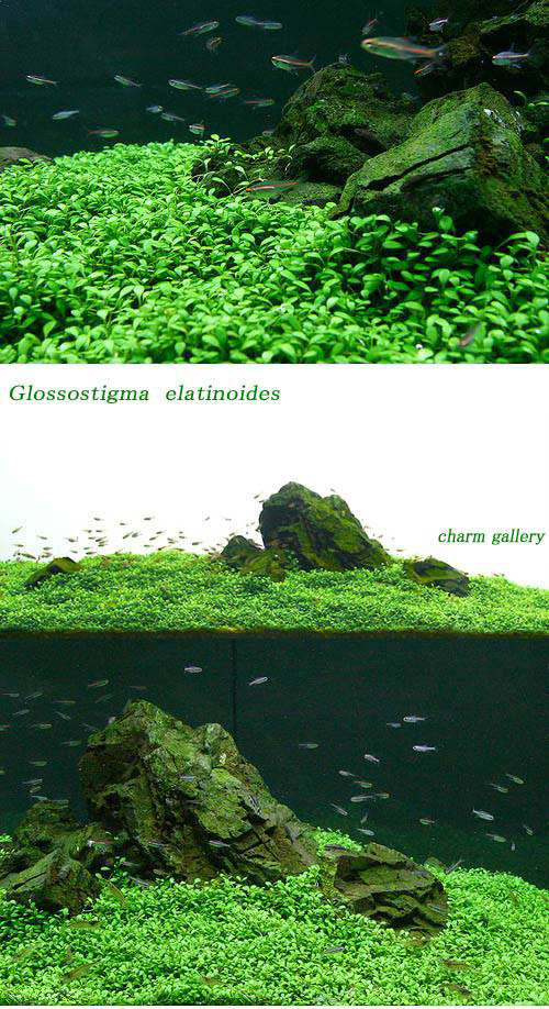 �ʿ���˥����å����ƥ����ޡʿ����աˡ�̵�����ˡ�3�ѥå�ʬ��