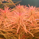 (水草)パンタナルレッドピンネイト(水中葉)(無農薬)(3本)