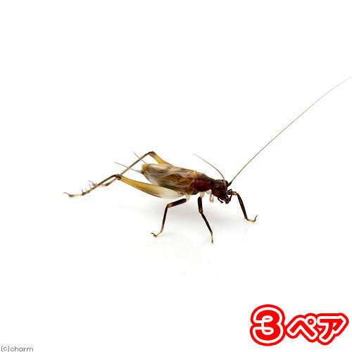 （昆虫）ヤマトヒバリ　成虫　CB（3ペア）　北海道・九州航空便要保温