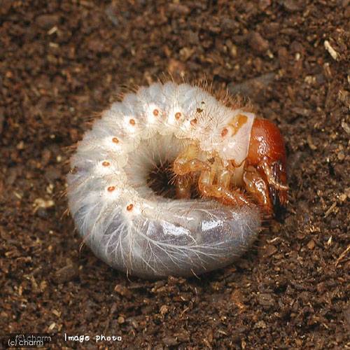 （昆虫）ゴホンヅノカブトムシ　ラオス産　幼虫（初〜2令）（1匹）　北海道・九州航空便要保温