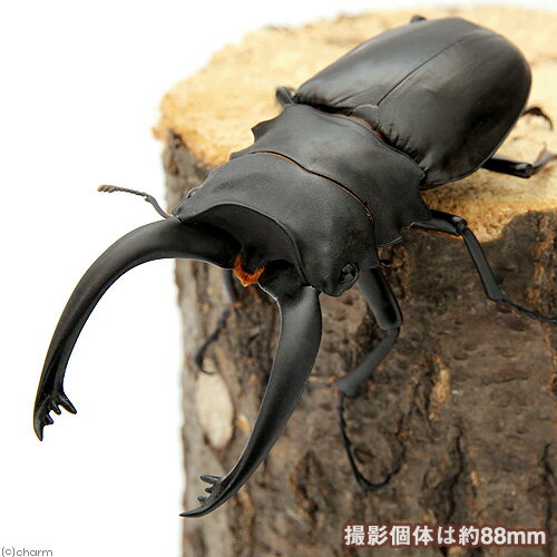 （昆虫）アルケスツヤクワガタ　カタンドゥアネス産　成虫　WD　90〜94mm（1ペア）　北海道・九州航空便要保温