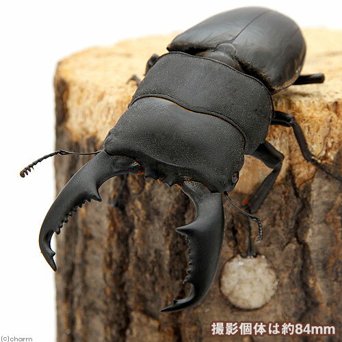 （昆虫）キリーノオオヒラタクワガタ　ルソン産　成虫　90〜94mm（1ペア）　北海道・九州航空便要保温