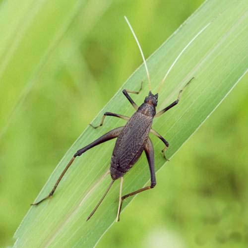 昆虫 スズムシ 鈴虫 成虫 10ペア 