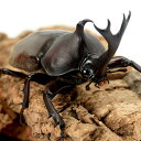 (昆虫)(オス単品)国産カブトムシ 成虫 WC サイズフリー(1匹)