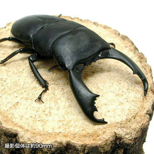 （昆虫）スラウェシヒラタクワガタ　スラウェシ　パロロ・パル産　成虫　WD　85〜89mm（1ペア）　北海道・九州航空便要保温