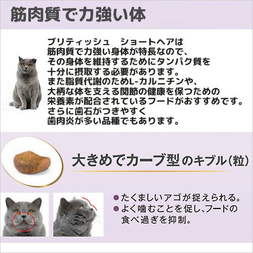 ロイヤルカナン　猫　ブリティッシュ　ショートヘア　400g×5袋　ジップ無し　お一...