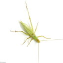 (昆虫)カンタン 成虫 WD(1ペア)