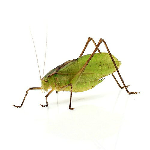 （昆虫）クツワムシ　オス　成虫　WD（1匹）