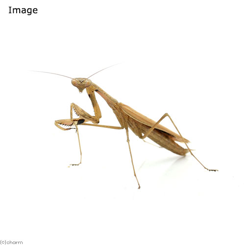 コカマキリ販売生体についてWD個体※お送りする個体のサイズは、全長4〜5cm程度となります。※天然採取のWC個体のため、触覚やフセツ欠けなどがある場合がございます。※個体サイズや模様の指定についてはお受け致しかねますのでご了承ください。別名—学名（※）Statilia　maculata （※）…学名が不明の種は流通名での記載の場合があります。生息地東南アジア一帯日本　—　本州、四国、九州、沖縄体長（参考）♂：40〜55mm♀：50〜60mm飼育要件（※）飼育温度：　15〜28℃ 飼育湿度：　30％前後 産卵形態：　枝や壁などの基質に産卵 成虫寿命：　約2ヶ月 エサ：　小型昆虫、コオロギ、ミルワームなど、完全肉食性。水分切れに注意。 総合難易度　★★☆☆☆ ※…飼育要件は一例です。必ずしもこの環境下であれば飼育・ブリードできることを確約するものではございません。どんな種類？本州、四国、九州に生息するカマキリの仲間です。カマキリの中でも小型で人家周辺でよく見られる事から、最も一般的な種です。褐色の体色の個体が多いことから地味な印象がありますが、稀に緑色型が見られるほか、茶色の体色には濃淡があり、色彩変異のバリエーションが豊富な点が大きな魅力といえます。また、鎌になっている前脚の内側には白と黒の斑を持つのも本種の最大の特徴です。一般に成虫は8月から10月に見られ、晩秋まで見られる事もあります。カマキリの仲間では比較的飼育も簡単な部類に入り、飼育下での繁殖も良く聞かれる種類です。カマキリの仲間は世界に数千種類いるといわれており、餌となる昆虫や小動物を捕らえる為の大きく鎌状に発達した前脚を持つことからカマキリの名前が付いています。国産、外国産問わず、見た目の格好良さや美しさから愛好者が多く、人気の高い昆虫です。飼育はカマキリの仲間では比較的簡単な部類に入ります。通気性の良い大型のプラケースに新聞などを敷き、枝や網などの足場を用意します。共食いをするため必ず単独飼育をしてください。エサはヨーロッパイエコオロギやバッタなどの生餌が必要です。また水を良く飲むためプラケースの壁などに霧吹きをして水滴をなめさせるようにしてください。繁殖成虫に羽化したあと、1週間程度で交尾可能となります。飼育ケース内でオスメス一緒に飼育していると夜間に交尾をする様子が観察できます。その後、半月〜1ヶ月程度で産卵し、翌年の春にふ化してきます。ふ化したカマキリにはアブラムシ、極小サイズのコオロギなどを与えると良いでしょう。脱皮の際は十分な空間と安定した足場が必要です。ぶら下がるように脱皮をするので、安定して立てられる枝やプラケースのフタにネットを張るなどすると良いでしょう。ピクタ　自動給水器　Ver8　ミニ　爬虫類　コオロギ　水やり器　水分補給（生餌）死着保証なし　トリニドショウジョウバエ（フライトレス）（1本分）　小型カエル　サラマンダー　餌　エサ　活餌（生餌）死着保証なし　キイロショウジョウバエ（ウィングレス）（1本分）　小型カエル　サラマンダー　餌　エサ　活餌（生餌）死着保証なし　カキ殻パウダー付き　ヨーロッパイエコオロギ　M　約30匹（10グラム）　爬虫類　両生類　餌飼育しやすいキリギリス・カマキリ小分け飼育カップ　作成キット　10個分　作り方説明書付 … PF_SPQ　muryotassei_800_899　_insect　昆虫　▲カマキリ　ヒメカマキリ　コカマキリ　insect_database　Statilia　maculata　20130828　MS　直翅類　y26m08 restock kongetsunyukainsect YO■この商品をお買い上げのお客様は、下記商品もお買い上げです。※この商品には付属しません。■ピクタ　自動給水器　Ver8　ミニ　爬虫類　コオロギ　水やり器　水分補給（生餌）死着保証なし　トリニドショウジョウバエ（フライトレス）（1本分）　小型カエル　サラマンダー　餌　エサ　活餌（生餌）死着保証なし　キイロショウジョウバエ（ウィングレス）（1本分）　小型カエル　サラマンダー　餌　エサ　活餌（生餌）死着保証なし　カキ殻パウダー付き　ヨーロッパイエコオロギ　M　約30匹（10グラム）　爬虫類　両生類　餌飼育しやすいキリギリス・カマキリ小分け飼育カップ　作成キット　10個分　作り方説明書付