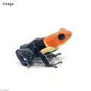 (両生類)ファンタスティカヤドクガエル トゥルーノミナ“true nominal”(1匹) 北海道・九州航空便要保温