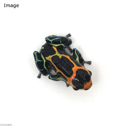 ��ξ����˥��ߥơ�������ɥ������롡���㥺����chazuta�ɡ�1ɤ�ˡ��̳�ƻ���彣�Ҷ������ݲ�