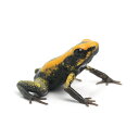 (両生類)テリビリスフキヤガエル イエロー(1匹)