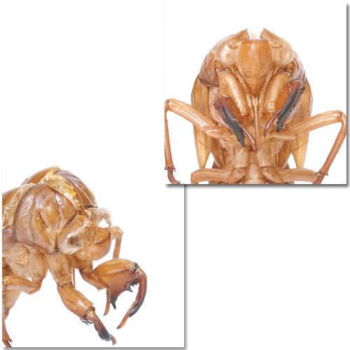 �ʺ���˥��ߤ�ȴ���̡�ML��������10�ġˡ��̳�ƻ�Ҷ������ݲ�