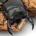 (昆虫)国産オオクワガタ 岡山県津山市産 成虫 65〜69mm(1ペア)