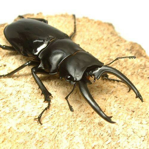 楽天市場】マルバネクワガタの通販