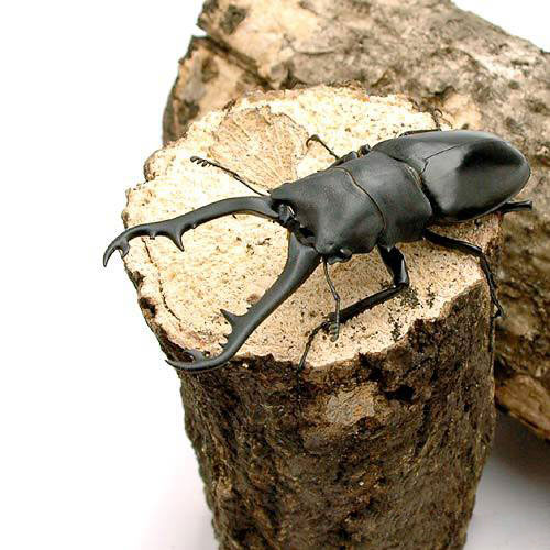 （昆虫）ギラファノコギリクワガタ（亜種ケイスケ）フローレス産　成虫　80〜84mm（1ペア）