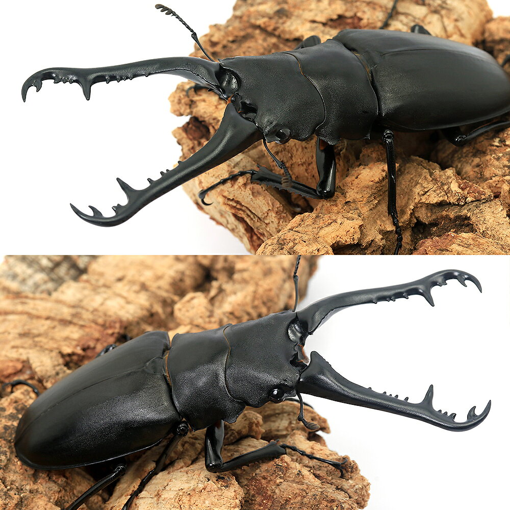 charm 楽天市場店の（昆虫）ギラファノコギリクワガタ（亜種ケイスケ）フローレス産　成虫　90〜94mm（1ペア）｜アングル2