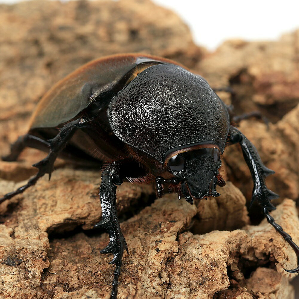 （昆虫）（メス単品）モーレンカンプオオカブトムシ　ボルネオ産　成虫　WD　サイズフリー（1匹）　北海道・九州航空便要保温
