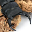 (昆虫)国産オオクワガタ 岡山県津山市産 成虫 70〜74mm(1ペア)