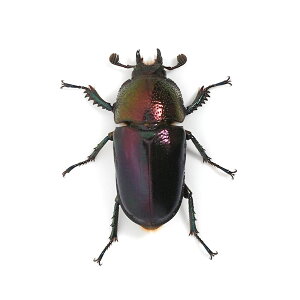 (昆虫)(メス単品)パプアキンイロクワガタ ワメナ産 成虫 おまかせカラー サイズフリー(1匹)
