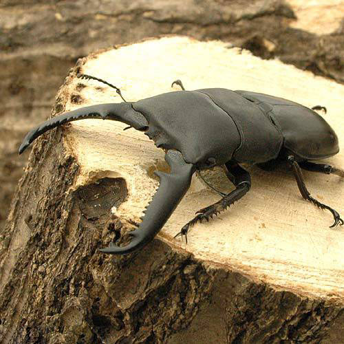 （昆虫）（B品）パラワンオオヒラタクワガタ　フィリピン　マンタリンガハン産　成虫　85〜89mm（1ペア..