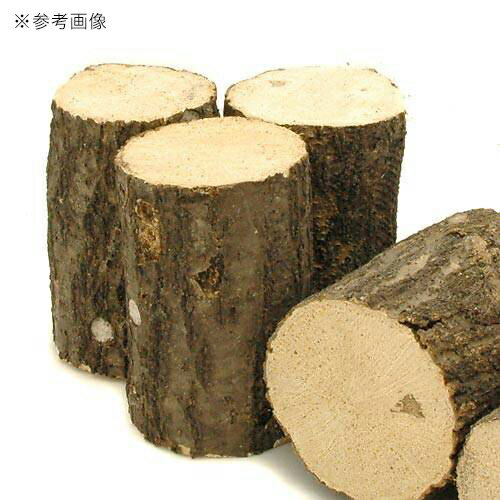 ���ʥ黺���ڡ����ܡ��ɺࡡ20�ܡ�����������