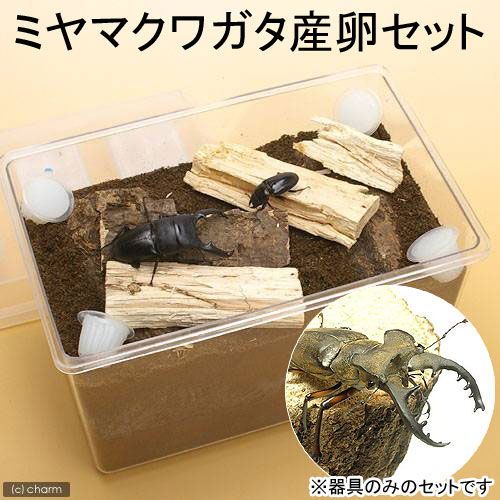 ミヤマクワガタ産卵セット　説明書付き　昆虫　クワガタ　器具のみのセット【HLS_DU】　関東当日便