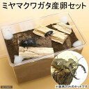 ミヤマクワガタ産卵セット 説明書付き 昆虫 クワガタ 器具のみのセット【HLS_DU】 関東当日便